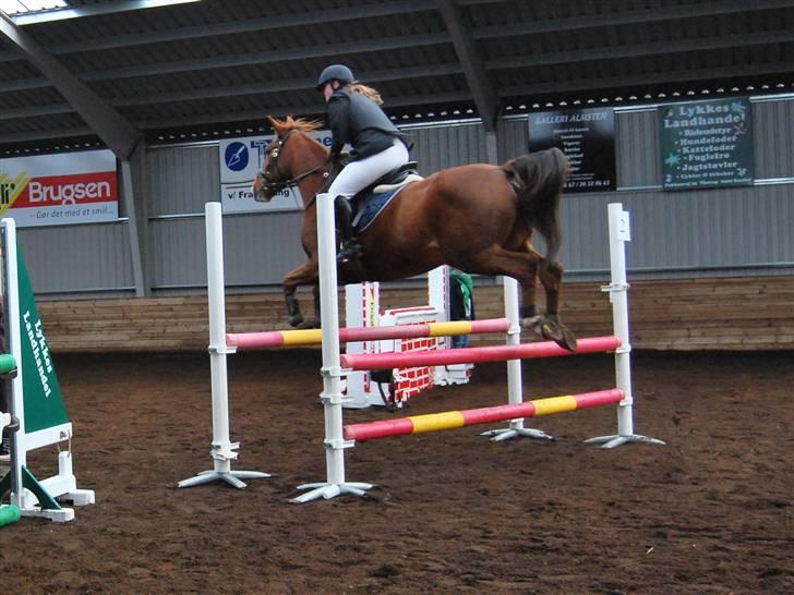 Anden særlig race Sunny Boy  - SDS´s ring og rid stævne 7/11-09 foto: birgitte hyldgaard billede 11