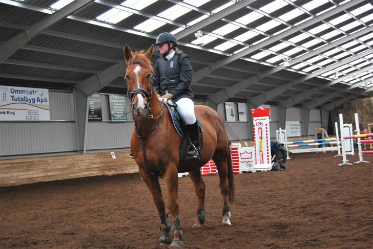 Anden særlig race Sunny Boy  - Præmieoverrækkelse ved SDS´s ring og rid stævne 7/11-09 foto: birgitte hyldgaard billede 12