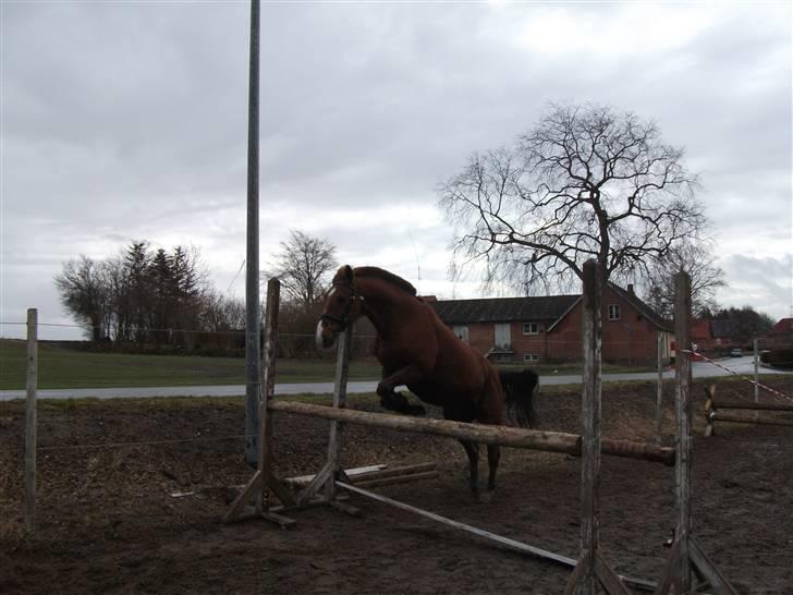 Anden særlig race Sunny Boy  - Løsspring 100-110 cm d. 28/3 - 10  fotograf: mig billede 13