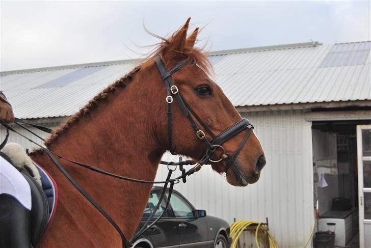 Anden særlig race Sunny Boy  - SDS´s ring og rid stævne 7/11-09 foto: birgitte hyldgaard billede 14