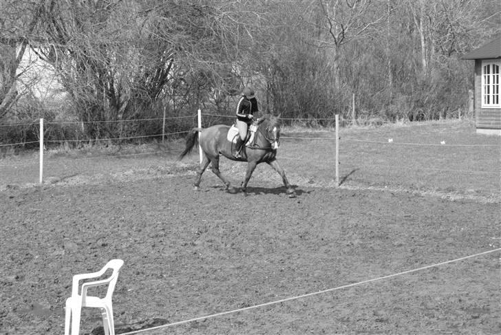Anden særlig race Sunny Boy  - opv. til springtræning d. 1. april 2010  foto: birgitte hyldgaard billede 15
