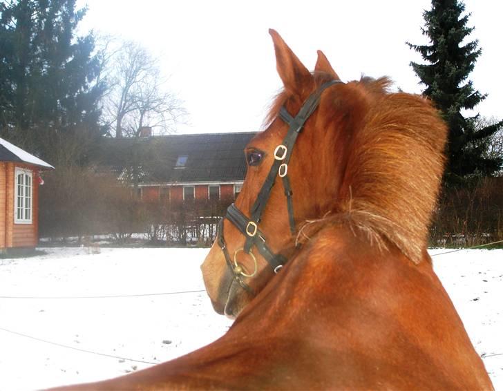 Anden særlig race Sunny Boy  - 26/12/09 fotograf: Mig billede 16