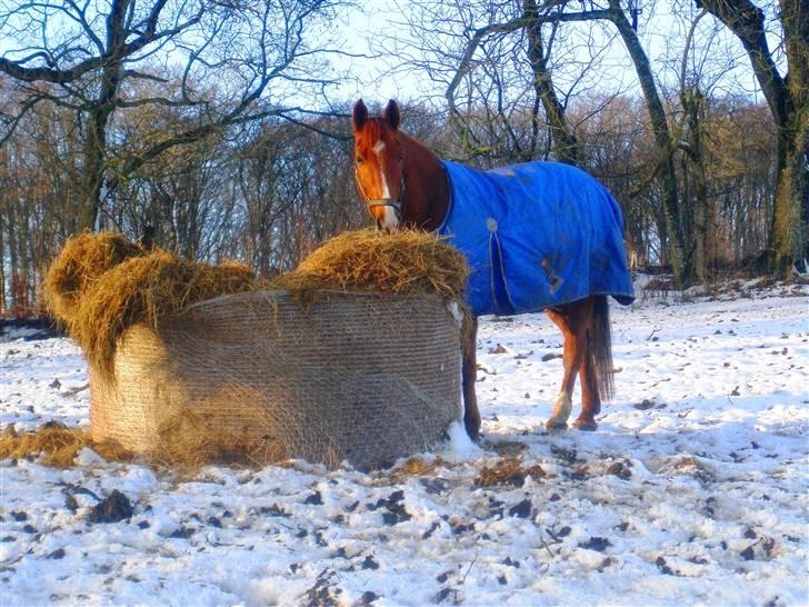 Anden særlig race Sunny Boy  - 26/12/09 fotograf: Mig billede 17