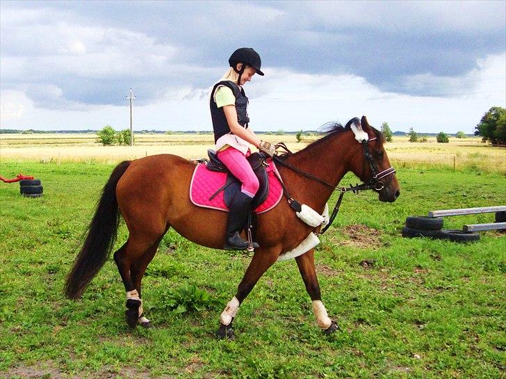 DSP Holstegaards Donna-Bell<3 billede 1