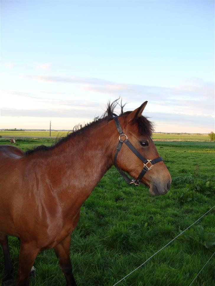 DSP Holstegaards Donna-Bell<3 billede 2