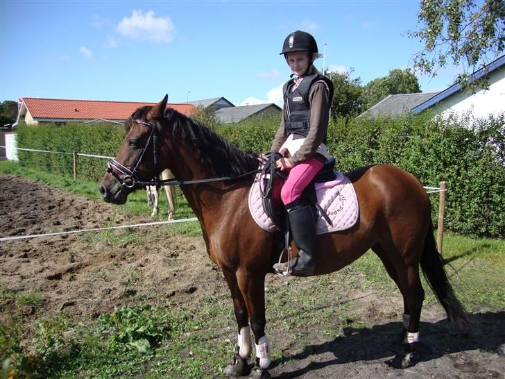 DSP Holstegaards Donna-Bell<3 billede 3