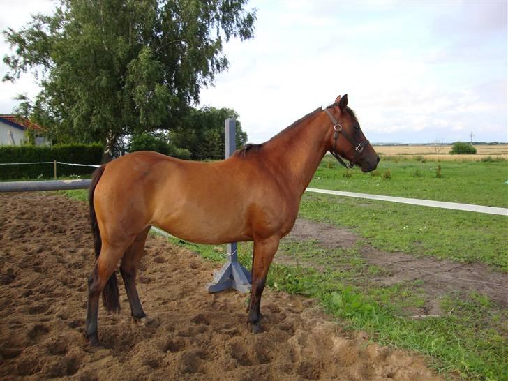 DSP Holstegaards Donna-Bell<3 billede 4