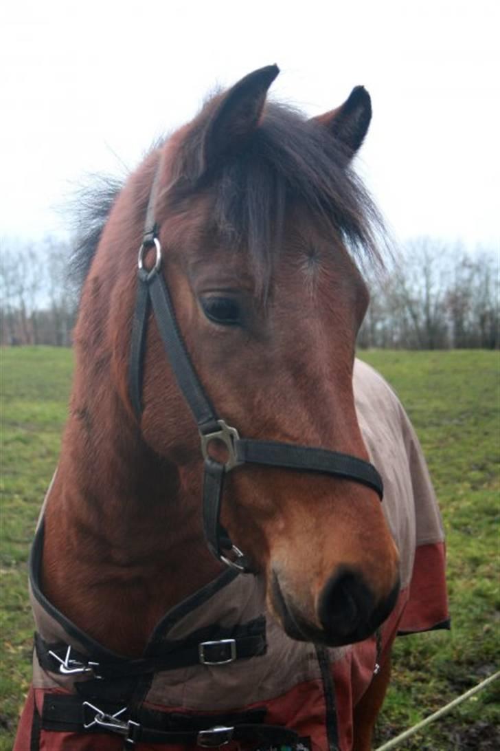 Anden særlig race Vordegaards Matti - smukke :) shp-foto billede 8