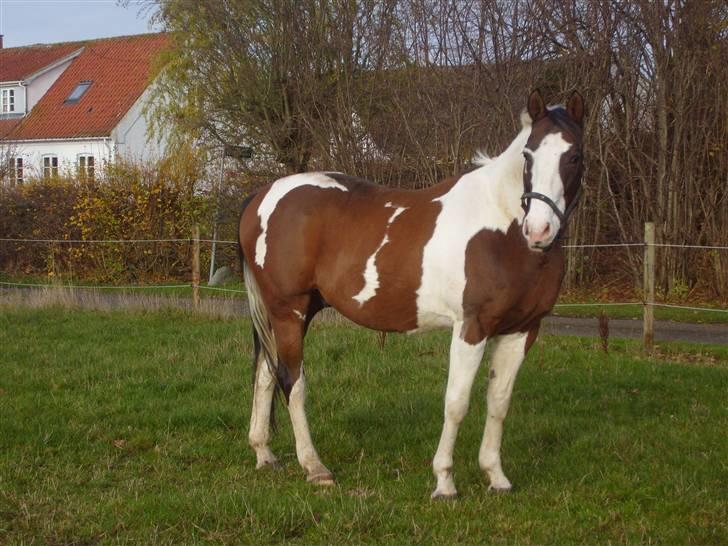 Pinto | Iszpan. - såå dejlig <3 foto: mig billede 14