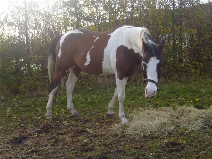 Pinto | Iszpan. - Foto:  mig billede 15