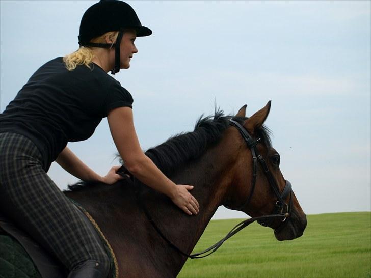 Dansk Varmblod Ansgårds Aragorn - Solgt - #3: Hygge den 03.07.10 billede 2