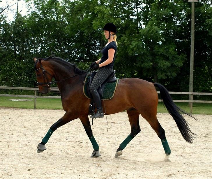 Dansk Varmblod Ansgårds Aragorn - Solgt - #8: Træning hjemme, 03.07.10 billede 6