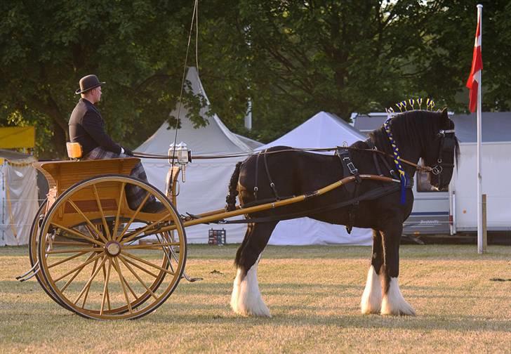 Shire Estrups Black Jack billede 2