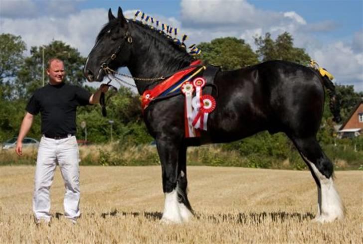 Shire Estrups Black Jack billede 4