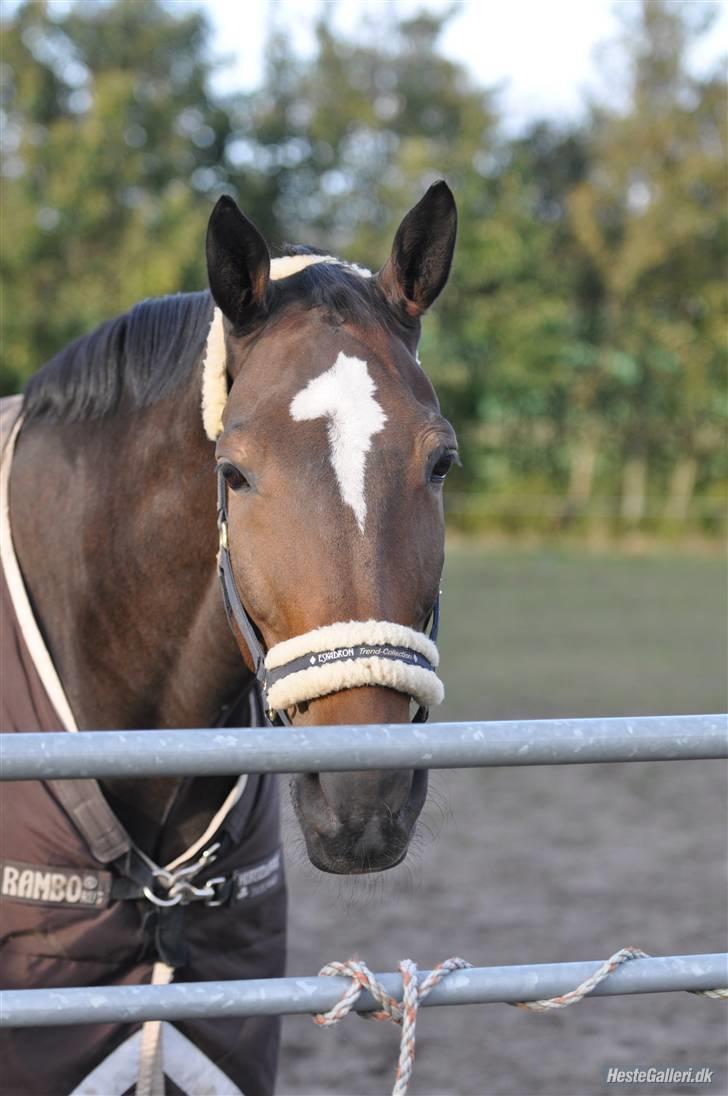 Dansk Varmblod Amadeus billede 7