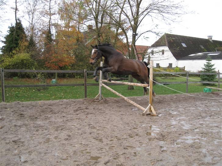 Dansk Varmblod Amadeus billede 8