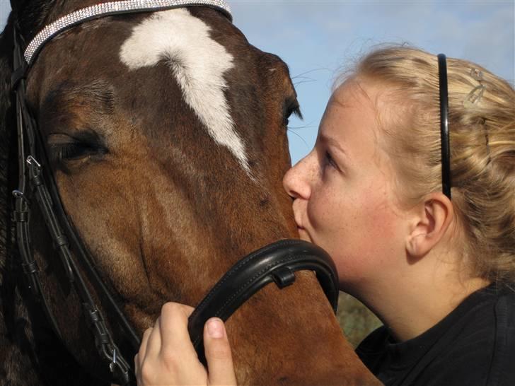 Dansk Varmblod Amadeus billede 9