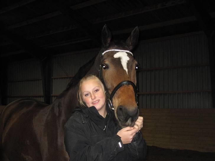 Dansk Varmblod Amadeus billede 10