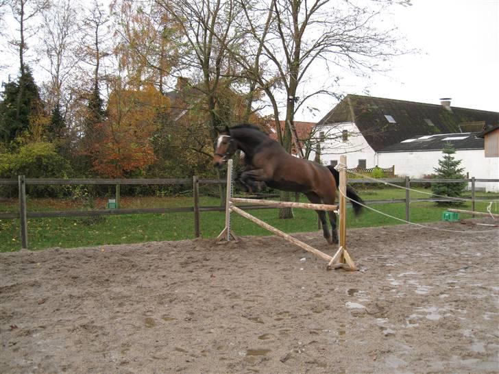 Dansk Varmblod Amadeus billede 11