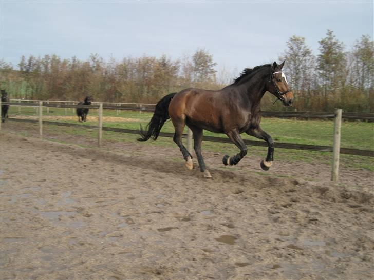 Dansk Varmblod Amadeus billede 12