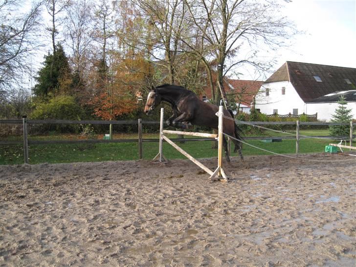 Dansk Varmblod Amadeus billede 13