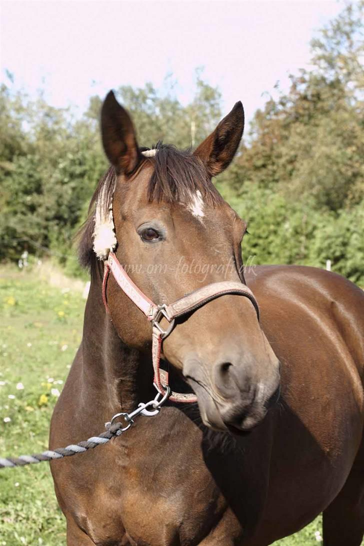 Oldenborg Sako billede 13