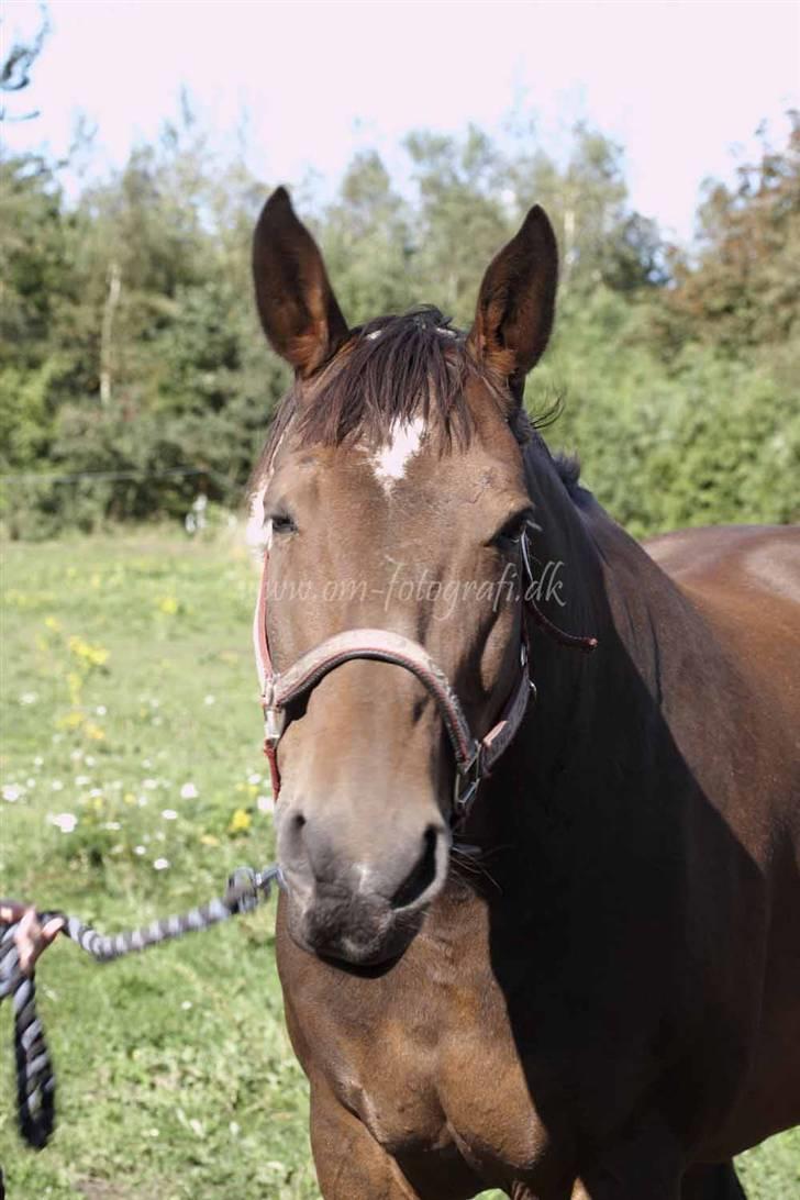 Oldenborg Sako billede 14