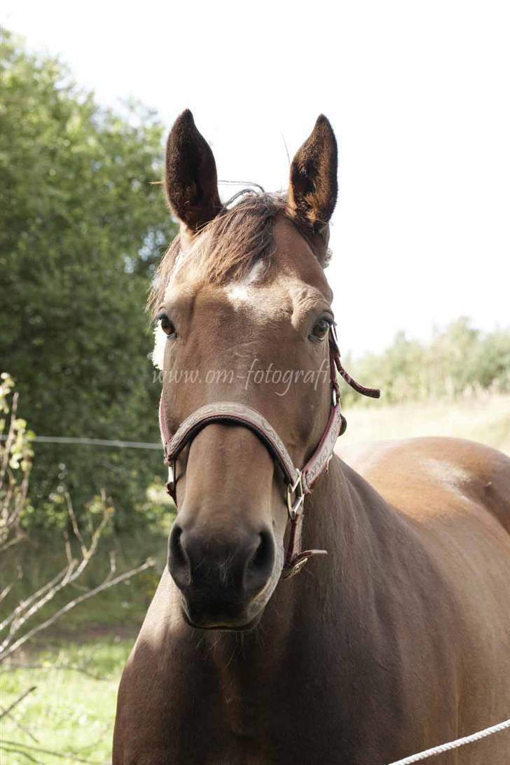 Oldenborg Sako billede 4