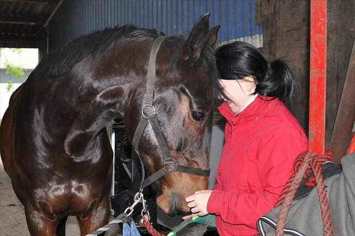 Dansk Varmblod P.Temptation R.I.P :'( billede 1