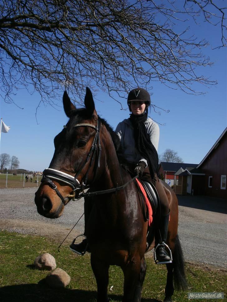 Dansk Varmblod P.Temptation R.I.P :'( billede 2