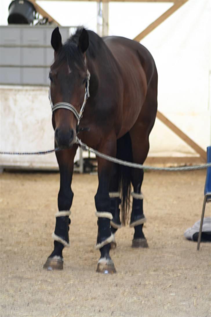 Dansk Varmblod P.Temptation R.I.P :'( billede 3