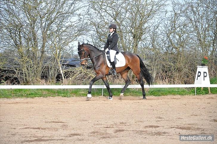 Dansk Varmblod P.Temptation R.I.P :'( billede 4