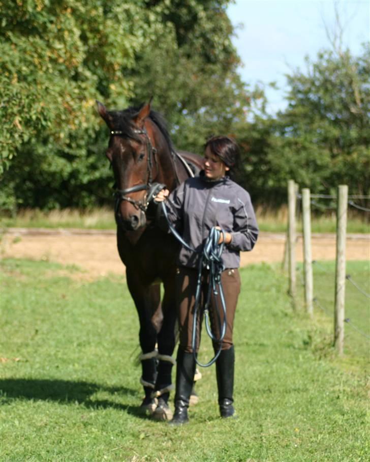 Dansk Varmblod P.Temptation R.I.P :'( billede 5