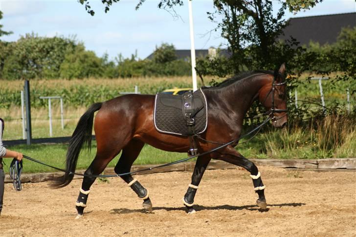 Dansk Varmblod P.Temptation R.I.P :'( billede 6