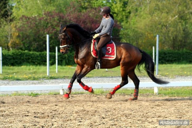 Dansk Varmblod P.Temptation R.I.P :'( billede 7