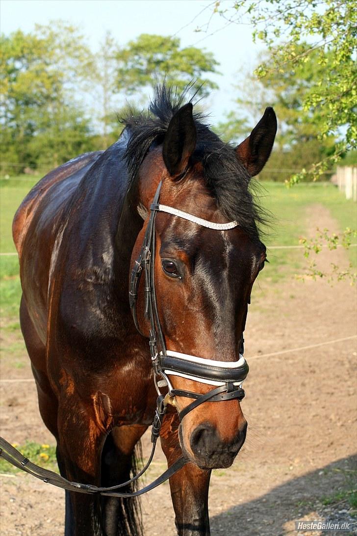 Dansk Varmblod P.Temptation R.I.P :'( billede 8