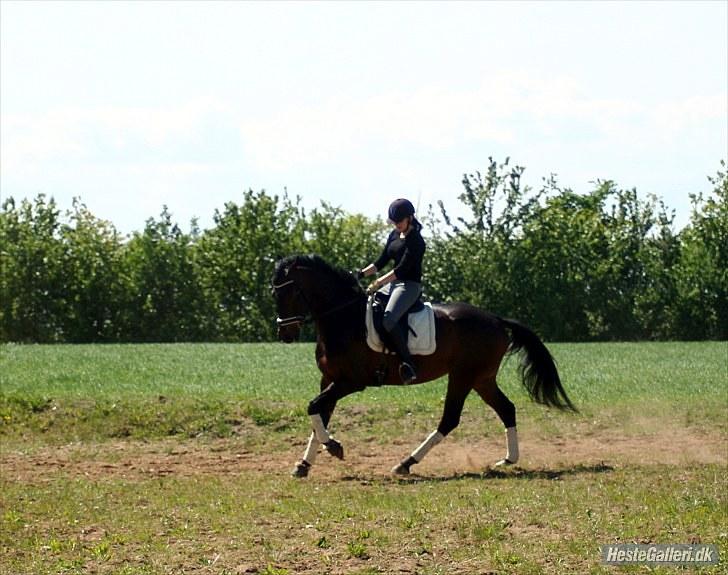 Dansk Varmblod P.Temptation R.I.P :'( billede 9