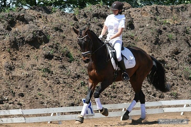 Dansk Varmblod P.Temptation R.I.P :'( - LA2 billede 10