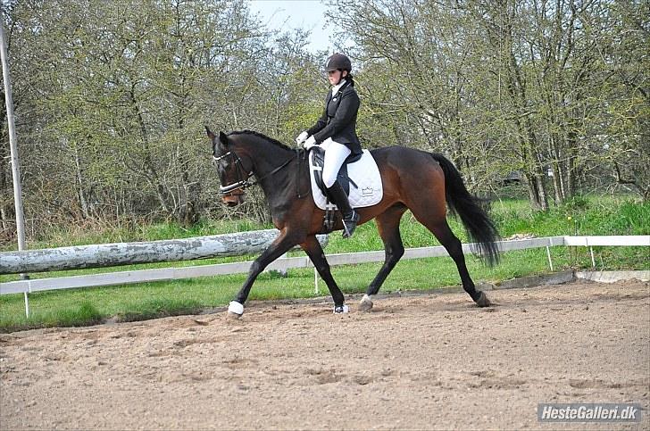 Dansk Varmblod P.Temptation R.I.P :'( billede 11