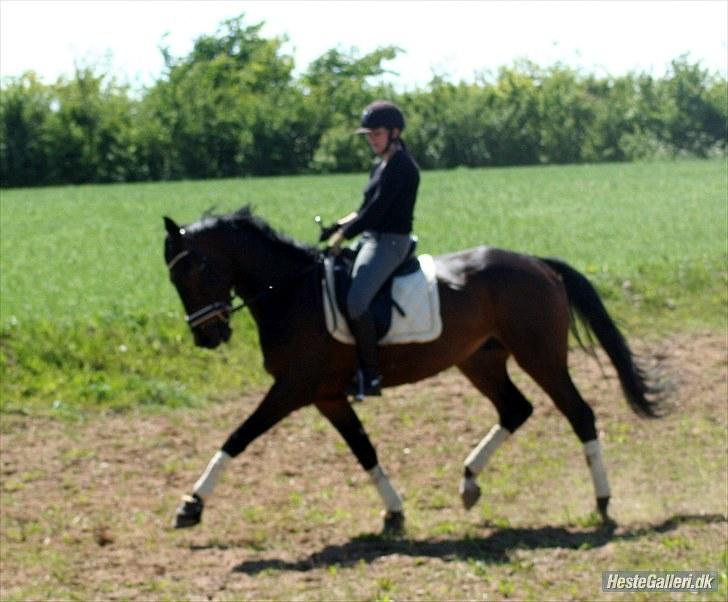 Dansk Varmblod P.Temptation R.I.P :'( billede 12