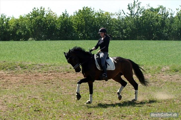 Dansk Varmblod P.Temptation R.I.P :'( billede 13