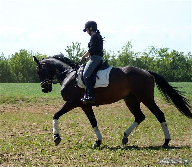 Dansk Varmblod P.Temptation R.I.P :'( billede 14