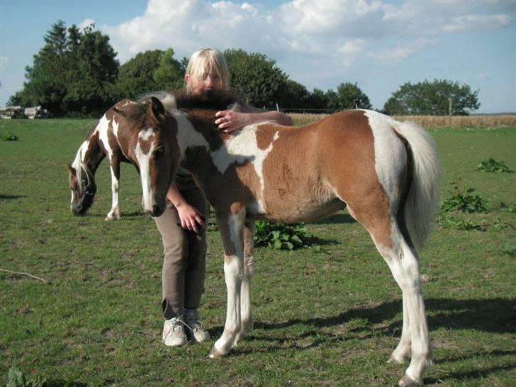Pinto Hvedholms Lilly - Kug kug Føl billede 8