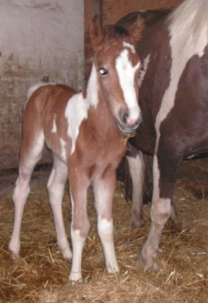Pinto Hvedholms Lilly - 9 timer gammel billede 10