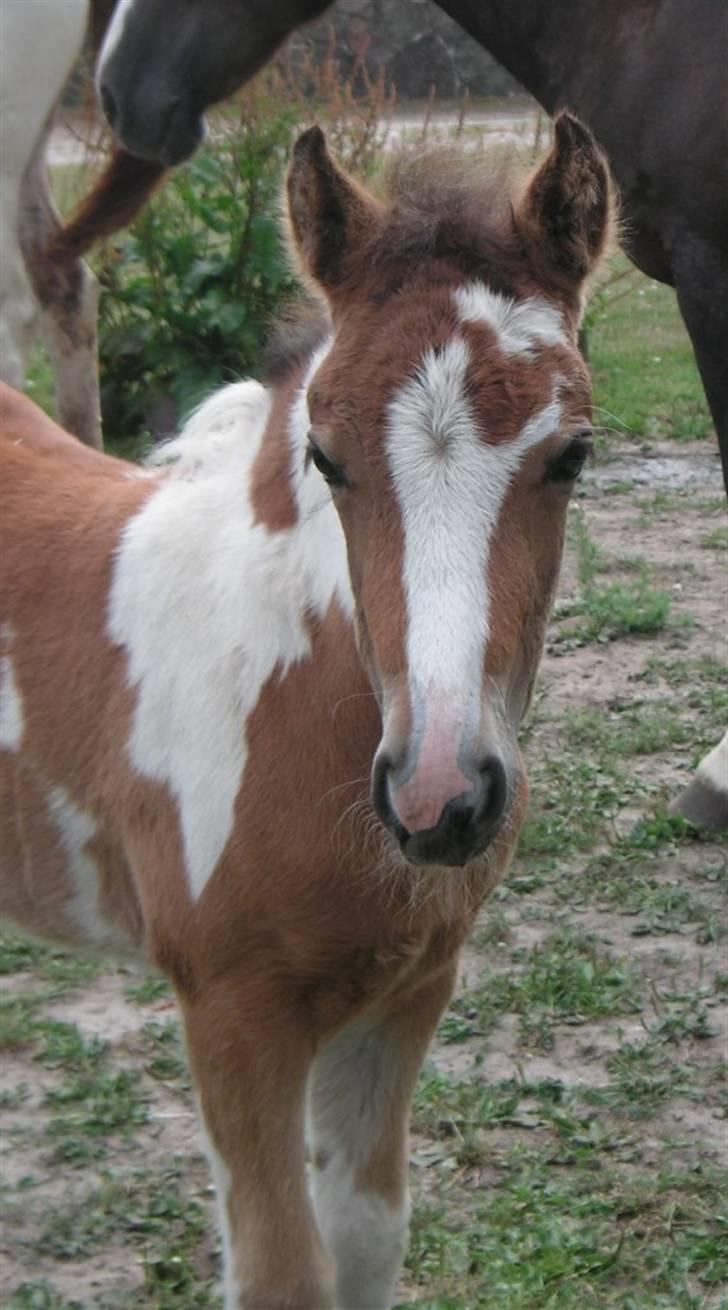 Pinto Hvedholms Lilly - Føl billede 11