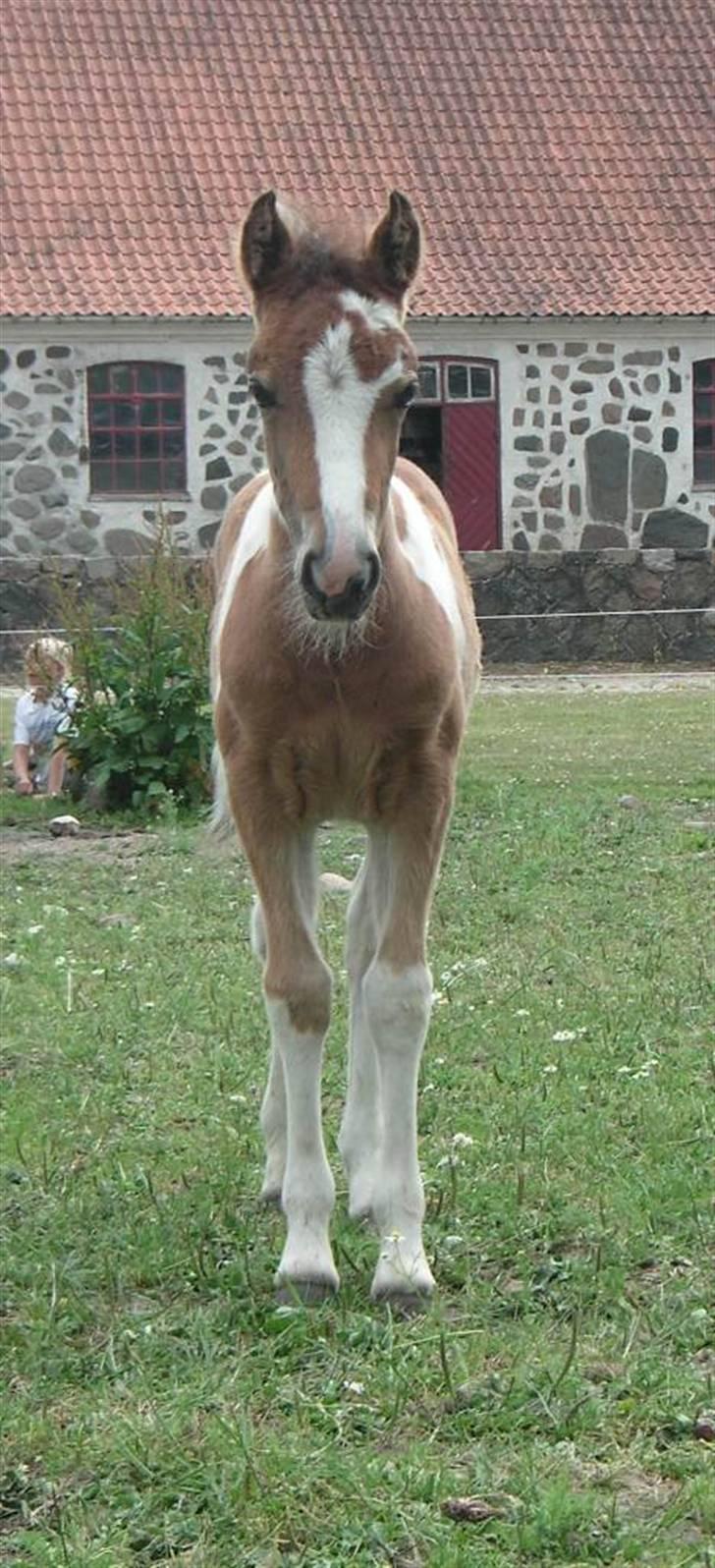 Pinto Hvedholms Lilly - Føl billede 13