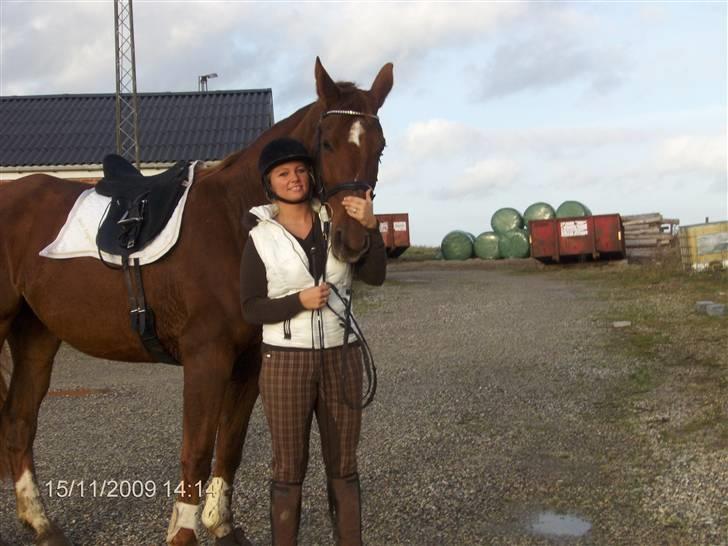 Dansk Varmblod Mirelle Kongeådal RDH R.I.P. - På vej til træning.  billede 13