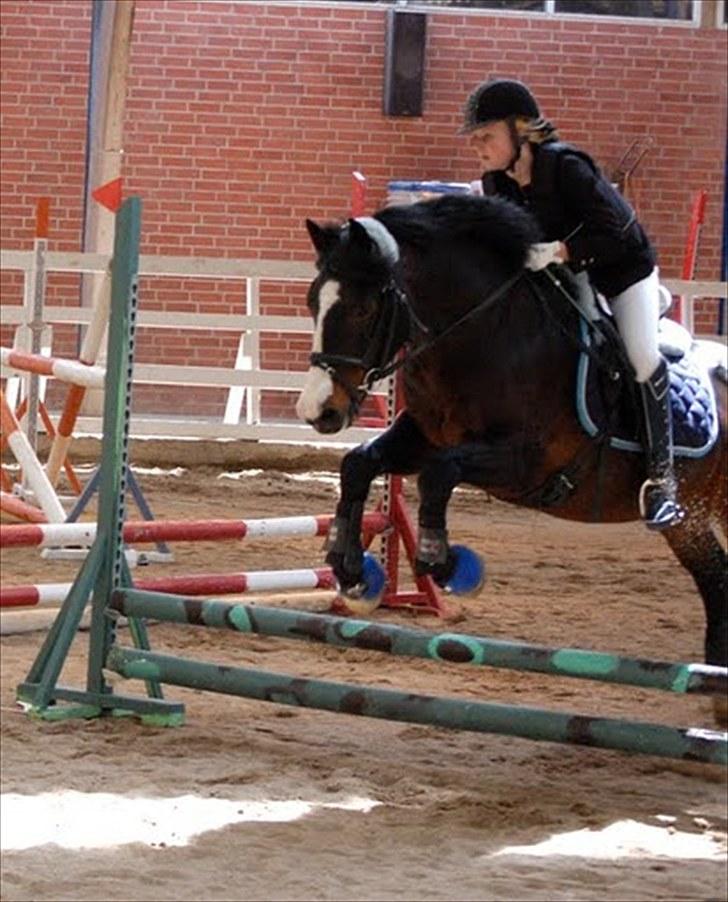 Anden særlig race Bruno Bamsen. (y) - stævne på bamsen!<3 fotograf : MDfoto billede 9