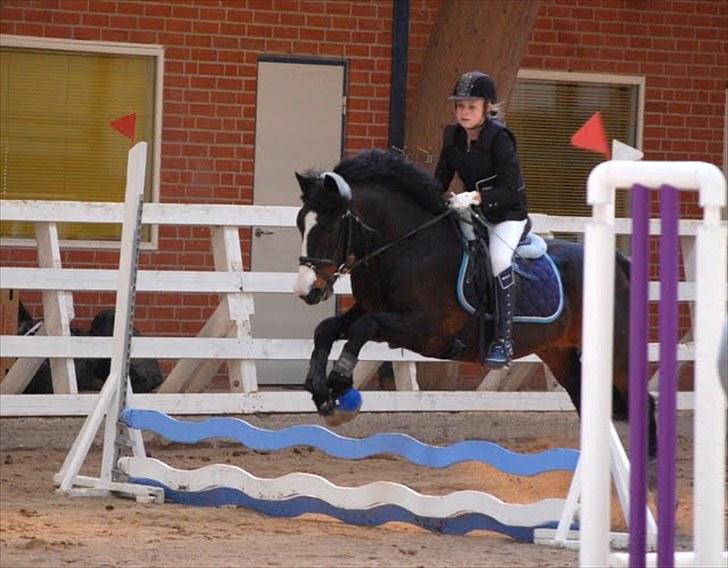 Anden særlig race Bruno Bamsen. (y) - stævne på bamsen!<3 fotograf : MDfoto billede 10