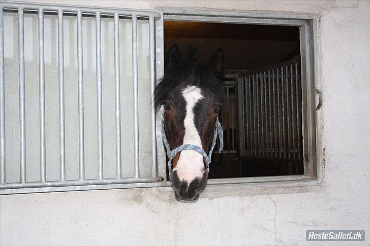 Anden særlig race Bruno Bamsen. (y) - you are AMAZiNG!<3 billede 12